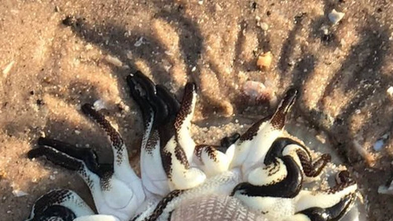 Το αλλόκοτο πλάσμα που ξεβράστηκε σε ακτή της Αυστραλίας κάνει το ίντερνετ να αναρωτιέται